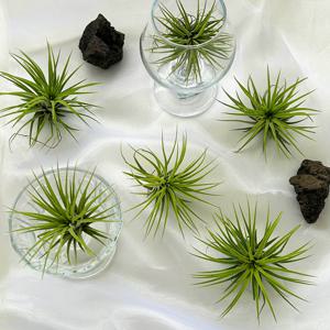 공기정화! 틸란드시아 이오난사 식물 행잉 플랜트