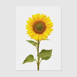 1+1 풍수인테리어 해바라기 40종 - 8. 풍수인테리어 해바라기008