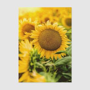 1+1 풍수인테리어 해바라기 40종 - 18. 풍수인테리어 해바라기018