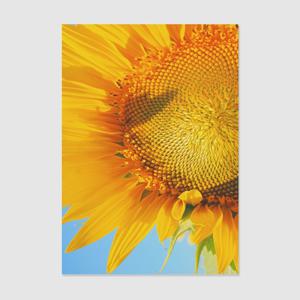 1+1 풍수인테리어 해바라기 40종 - 23. 풍수인테리어 해바라기023