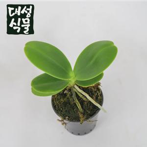 풍란 대엽 풍난 동양난 착생란 키우기 귀여운 미니 공기정화