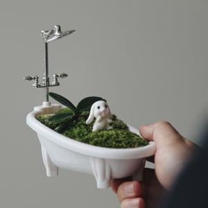 대엽풍란 토끼 욕조테라리움 세트 집들이 공기정화식물