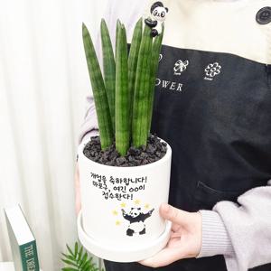 스투키 문구 제작 바오이미지 메세지 화분세트 + 팬더피규어 귀여운화분 집들이 이사 개업