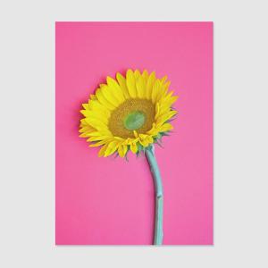 1+1 풍수인테리어 해바라기 40종 - 32. 풍수인테리어 해바라기032