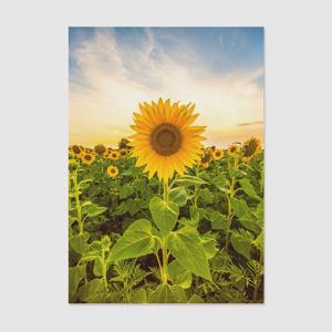 1+1 풍수인테리어 해바라기 40종 - 33. 풍수인테리어 해바라기033