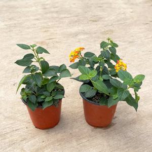 란타나 소형 모종 식물 인테리어 화분 실내공기정화