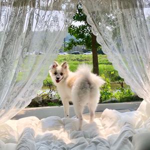 캠핑 차박 감성 차량용 트렁크 차박 레이스커튼 150*150센티, 2종