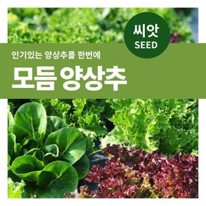 모듬양상추 씨앗 텃밭만들기 잎채소 키우기