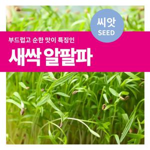 새싹알팔파 씨앗 텃밭가꾸기 재배 키우기