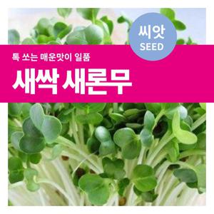 새싹 새론무 무순 씨앗 텃밭가꾸기 재배 가꾸기