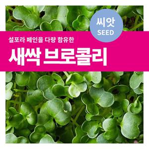 새싹브로콜리 씨앗 텃밭가꾸기 재배 키우기