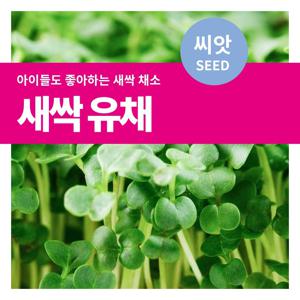 새싹유채 씨앗 텃밭가꾸기 재배 키우기