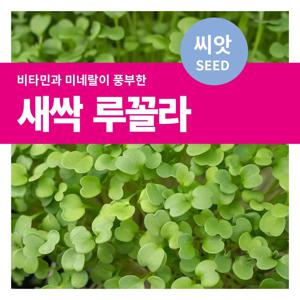 새싹루꼴라 씨앗 텃밭가꾸기 재배 키우기
