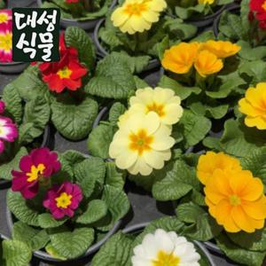 앵초 쥬리안 3개입 색상랜덤 주리안 쥬리앙 줄리앙 꽃식물 야생화 화분