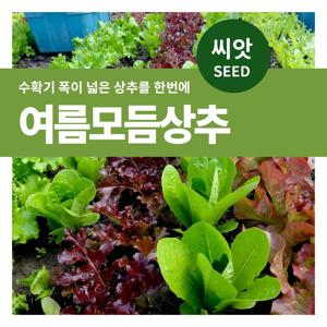 여름모듬상추 씨앗 텃밭만들기 잎채소 키우기