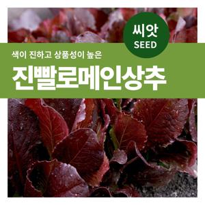 진빨 로메인상추 씨앗 텃밭만들기 잎채소 키우기