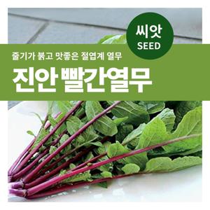 진안 빨간열무 씨앗 텃밭만들기 잎채소 키우기