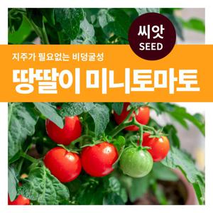 땅딸이 미니토마토 씨앗 텃밭만들기 열매채소 키우기