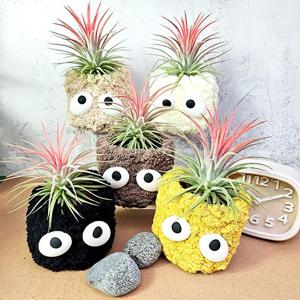 이오난사 폼폼 손뜨개 화분 세트 틸란드시아 공기정화 키우기쉬운 식물 플랜테리어