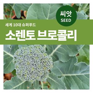 소렌토 브로콜리 씨앗 200립 잎채소 씨앗 텃밭 꾸미기