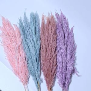 미니 팜파스 드라이플라워_조화가 아닌 생화 기반 5pcs 한세트