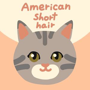 DIY 명화그리기 아메리칸 숏헤어 고양이 20X20cm