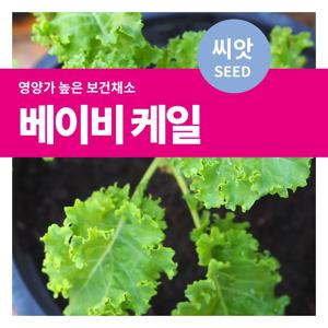 베이비케일 씨앗 텃밭만들기  샐로드채소 키우기