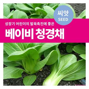 베이비청경채 씨앗 텃밭만들기 샐러드채소 키우기
