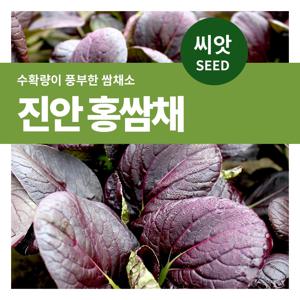 진안 홍쌈채 씨앗 텃밭만들기 잎채소 키우기