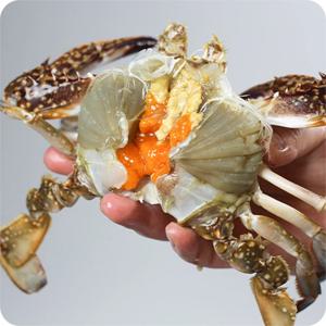 [인천] 산지직송 국내산 연평도 급냉 알배기 중소사이즈 암꽃게 1kg (3-5미)