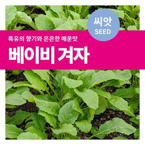 베이비 겨자 씨앗 재배 텃밭만들기