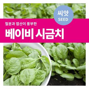 베이비 시금치 씨앗 텃밭만들기 샐러드채소 키우기