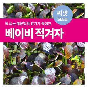 베이비 적겨자 씨앗 텃밭만들기  샐로드채소 키우기