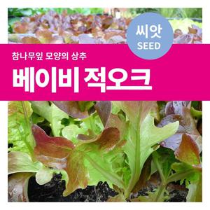 베이비 적오크 씨앗 텃밭만들기  샐로드채소 키우기
