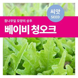 베이비 청오크 씨앗 텃밭만들기  샐로드채소 키우기