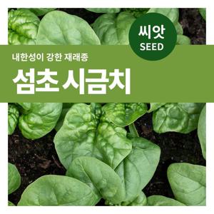 섬초시금치 씨앗 텃밭만들기 잎채소 키우기