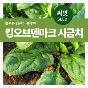 덴마크시금치 씨앗 텃밭만들기 잎채소 키우기