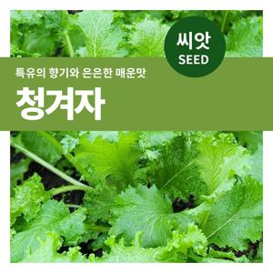 청겨자 씨앗 텃밭만들기 잎채소 키우기