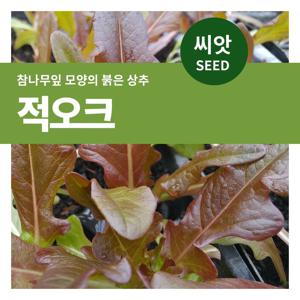 적오크 씨앗 텃밭만들기 잎채소 키우기