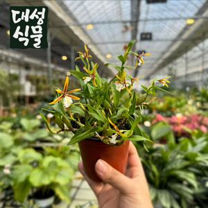 디네마 폴리벌본 서양난 꽃피는 착생란 난초 관엽식물 실내 인테리어