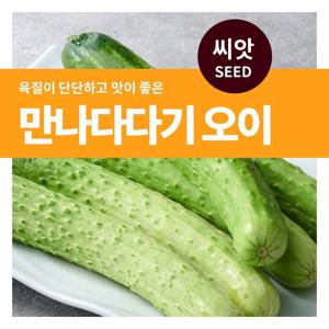 만나 다다기오이 씨앗 텃밭만들기 채소 키우기
