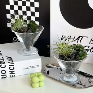 이오난사 글라스 4종 세트 공기정화 식물 스칸디아모스