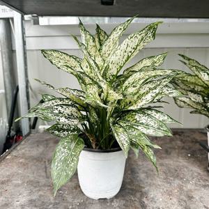 스노우사파이어 키30cm내외 아글라오네마 수경재배 공기정화식물 인테리어식물