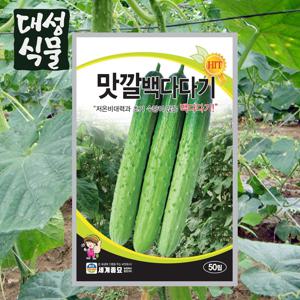 오이 맛깔백다다기 50립 씨앗 씨 봄오이 채소 야채