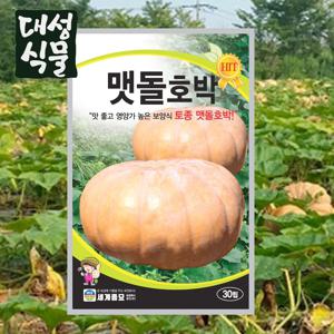 맷돌호박 30립 늙은 호박 청둥 씨앗 씨 종자 채소 야채