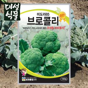 미도리65 브로콜리 100립 씨앗 씨 봄 종자 채소 야채