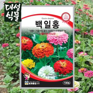 백일홍 100립 꽃씨앗 꽃씨 모음 봄 가을 씨앗 종자 일년생 다년생 노지월동 야생화