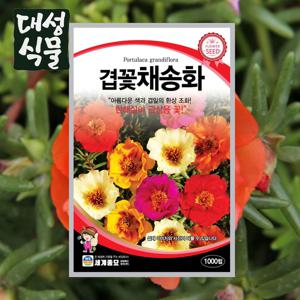 겹꽃 채송화 1000립 꽃씨앗 꽃씨 봄 가을 씨앗 종자 일년생 다년생 노지월동 야생화