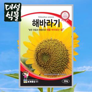 해바라기 30립 꽃씨앗 꽃씨 봄 가을 씨앗 종자 일년생 다년생 노지월동 야생화