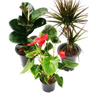 중대형 포트식물 공기정화식물 화분 40종